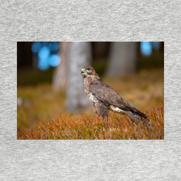 Common Buzzard by Femaleform